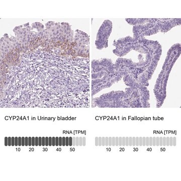 Anti-CYP24A1 antibody produced in rabbit Prestige Antibodies&#174; Powered by Atlas Antibodies, affinity isolated antibody, buffered aqueous glycerol solution