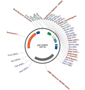 PSF-OXB20 - STRONG BACTERIAL PROMOTER PLASMID plasmid vector for molecular cloning