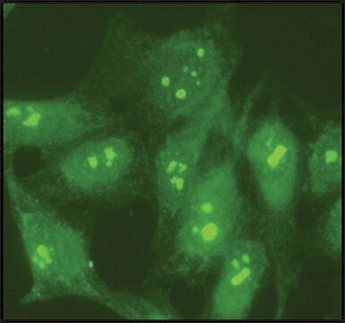 抗ヌクレオリン抗体 ウサギ宿主抗体 affinity isolated antibody, buffered aqueous solution