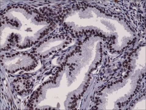 Anti-AR (n-terminal) antibody, Rabbit monoclonal recombinant, expressed in HEK 293 cells, clone RM254, purified immunoglobulin