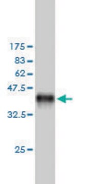 Monoclonal Anti-MAP4K5 antibody produced in mouse clone 3H3, purified immunoglobulin, buffered aqueous solution