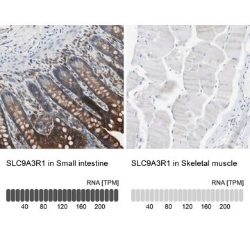 Anti-SLC9A3R1 antibody produced in rabbit Prestige Antibodies&#174; Powered by Atlas Antibodies, affinity isolated antibody, buffered aqueous glycerol solution