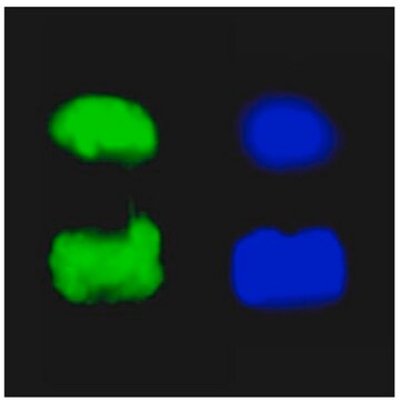 Przeciwciało anty-fosfo-histonowe H3 (Ser10), klon 3H10, koniugat FITC clone 3H10, Upstate&#174;, from mouse