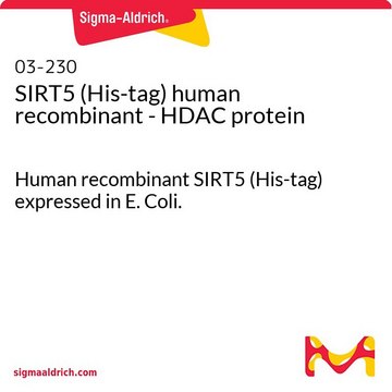 SIRT5 (His-tag) 人重组 - HDAC蛋白 Human recombinant SIRT5 (His-tag) expressed in E. Coli.