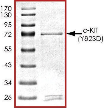 c-KIT (Y823D), active, GST tagged human PRECISIO&#174;, recombinant, expressed in baculovirus infected Sf9 cells, &#8805;70% (SDS-PAGE), buffered aqueous glycerol solution