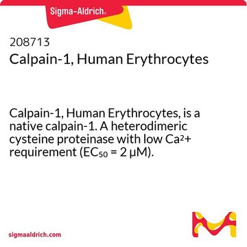 Kalpaina-1, ludzkie erytrocyty Calpain-1, Human Erythrocytes, is a native calpain-1. A heterodimeric cysteine proteinase with low Ca2+ requirement (EC&#8325;&#8320; = 2 &#181;M).