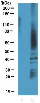 Anticorps anti-cystéine modifiée par l'acide sulfénique (Ig spécifique de la 2-thio-dimédone) serum, from rabbit