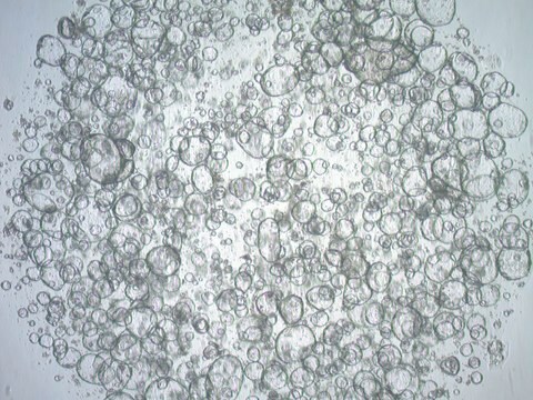 3dGRO Ileum Intestinal Organoids, Age 19 (Prep ht-105-I)