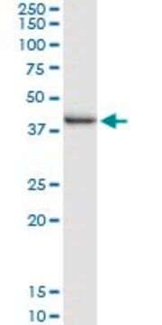 Anti-CD244 antibody produced in rabbit purified immunoglobulin, buffered aqueous solution