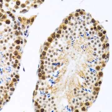 Anti- CIRBP antibody produced in rabbit