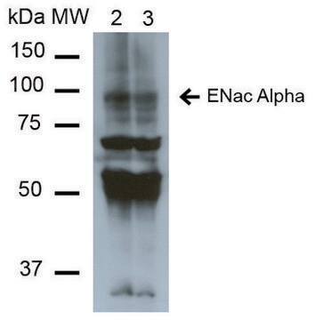 Monoclonal Anti-ENaC alpha-Allophycocyanin antibody produced in mouse clone 2G4