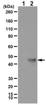 Anti-K-Ras4A Antibody, Isoform-specific from rabbit, purified by affinity chromatography