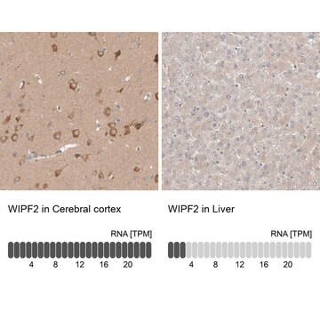 Anti-WIPF2 antibody produced in rabbit Prestige Antibodies&#174; Powered by Atlas Antibodies, affinity isolated antibody, buffered aqueous glycerol solution, Ab3