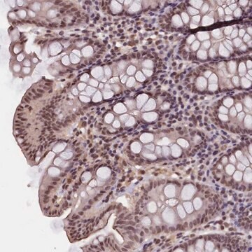 Anti-ZC3H4 antibody produced in rabbit Prestige Antibodies&#174; Powered by Atlas Antibodies, affinity isolated antibody, buffered aqueous glycerol solution