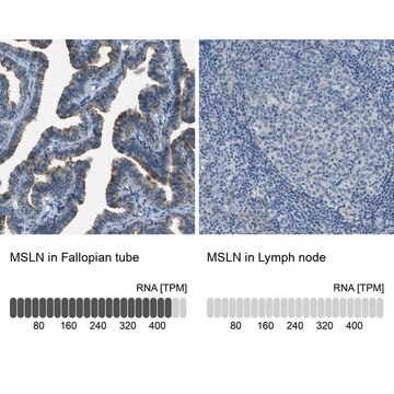 抗MSLN抗体 ウサギ宿主抗体 Prestige Antibodies&#174; Powered by Atlas Antibodies, affinity isolated antibody, buffered aqueous glycerol solution