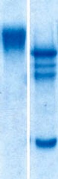 Neural Cell Adhesion Molecule, chicken