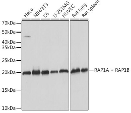 Anti-RAP1A + RAP1B Antibody, clone 6C7G0, Rabbit Monoclonal