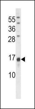 ANTI-OSTEOCALCIN(N-TERMINAL) antibody produced in rabbit IgG fraction of antiserum, buffered aqueous solution