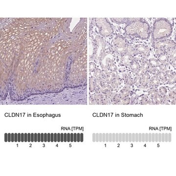 Anty-CLDN17 Prestige Antibodies&#174; Powered by Atlas Antibodies, affinity isolated antibody, buffered aqueous glycerol solution