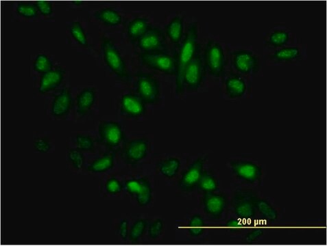 Monoclonal Anti-NR0B1, (C-terminal) antibody produced in mouse clone 1F10, purified immunoglobulin, buffered aqueous solution