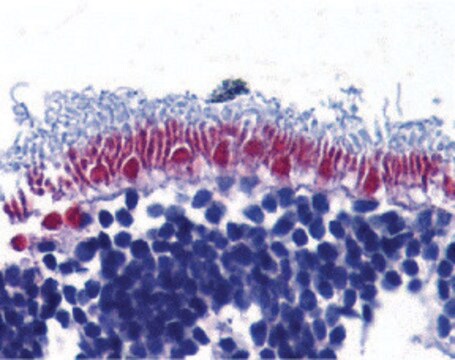 Anti-AIF antibody produced in rabbit affinity isolated antibody