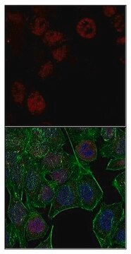 Anti-unmethylated Histone H3 (Lys9) Antibody, clone 9B1-2G6, Alexa Fluor&#8482; 647 Conjugate clone 9B1-2G6, from mouse, ALEXA FLUOR&#8482; 647