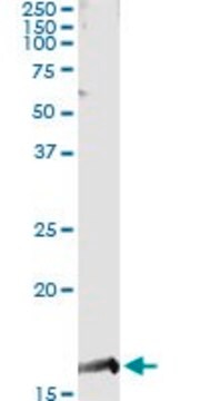 Monoclonal Anti-PTGES antibody produced in mouse clone 2B9, purified immunoglobulin, buffered aqueous solution