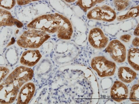 Monoclonal Anti-FTCD antibody produced in mouse clone 3A4, purified immunoglobulin, buffered aqueous solution