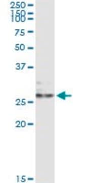 Monoclonal Anti-EFNA3 antibody produced in mouse clone 1C12, purified immunoglobulin, buffered aqueous solution