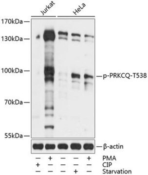 Anti-Phospho-PRKCQ-T538 antibody produced in rabbit