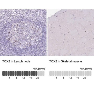 抗TOX2 ウサギ宿主抗体 Prestige Antibodies&#174; Powered by Atlas Antibodies, affinity isolated antibody, buffered aqueous glycerol solution