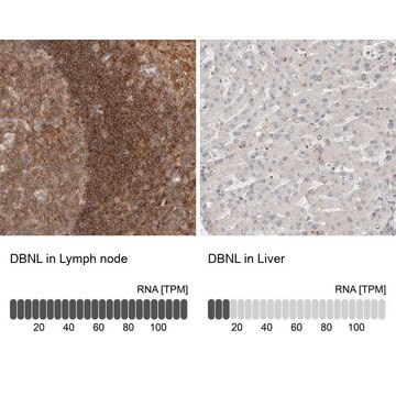 Anti-DBNL antibody produced in rabbit Prestige Antibodies&#174; Powered by Atlas Antibodies, affinity isolated antibody, buffered aqueous glycerol solution