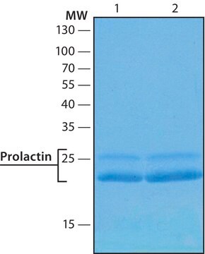 催乳素 人 human, recombinant, expressed in HEK 293 cells