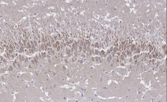 抗NMDAR2A抗体 クローンA12W ZooMAb&#174;ウサギモノクローナル recombinant, expressed in HEK 293 cells