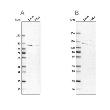 Anty-LEMD3 Prestige Antibodies&#174; Powered by Atlas Antibodies, affinity isolated antibody