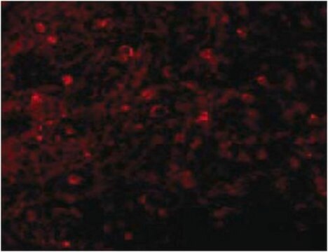 Anti-BCMA Antibody from rabbit, purified by affinity chromatography