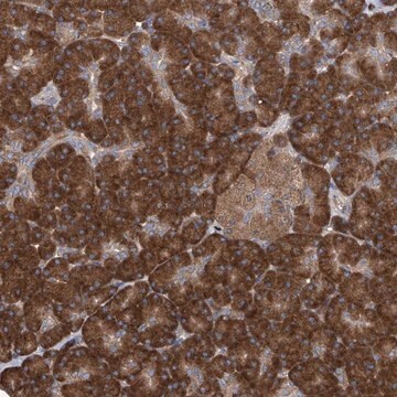 Anti-SENP2 antibody produced in rabbit Prestige Antibodies&#174; Powered by Atlas Antibodies, affinity isolated antibody, buffered aqueous glycerol solution, ab2