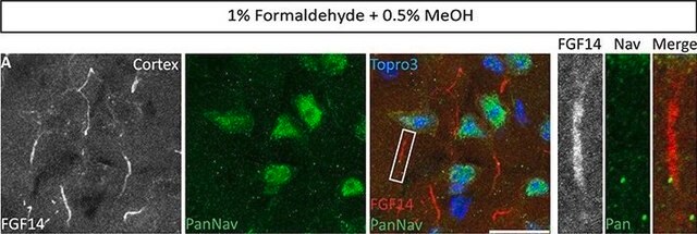 抗ナトリウムチャネル, Pan ウサギ宿主抗体 affinity isolated antibody, lyophilized powder