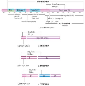 Thrombin from human plasma 400-1000&#160;NIH units/mg protein