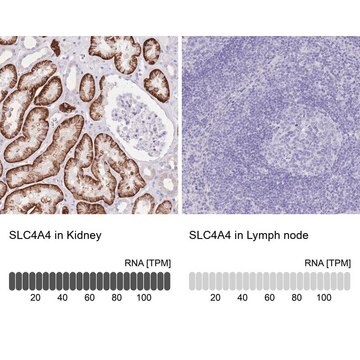 Anti-SLC4A4 antibody produced in rabbit Prestige Antibodies&#174; Powered by Atlas Antibodies, affinity isolated antibody, buffered aqueous glycerol solution