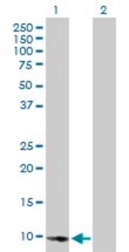 Anti-E2F2 antibody produced in mouse purified immunoglobulin, buffered aqueous solution