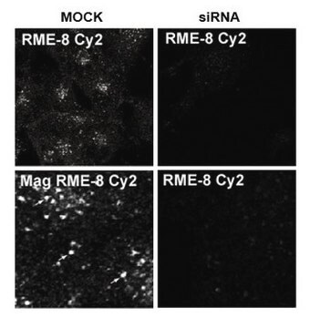 Anti-RME-8 from rabbit, purified by affinity chromatography