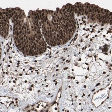 Anti-HAUS6 antibody produced in rabbit Prestige Antibodies&#174; Powered by Atlas Antibodies, affinity isolated antibody, buffered aqueous glycerol solution, Ab2