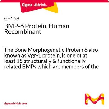 BMP-6-Protein, human, rekombinant The Bone Morphogenetic Protein 6 also known as Vgr-1 protein, is one of at least 15 structurally &amp; functionally related BMPs which are members of the TGF-&#946; superfamily.