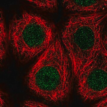 Anti-RFWD3 antibody produced in rabbit Prestige Antibodies&#174; Powered by Atlas Antibodies, affinity isolated antibody