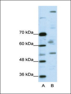 Anti-PEG3 antibody produced in rabbit affinity isolated antibody