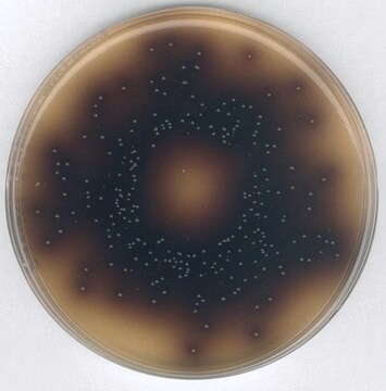 Bile Esculin Azide Agar Ready-to-use 90mm plate for confirmation of intestinal Enterococci by Membrane filtration method.