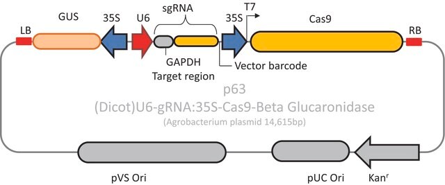 CRISPR GUS GAPDH Reporter Control for Dicots