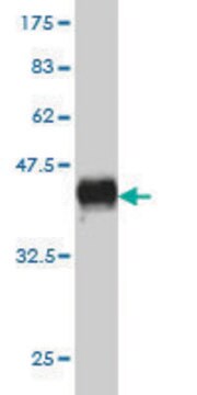 Monoclonal Anti-KSR1 antibody produced in mouse clone 6C7, purified immunoglobulin, buffered aqueous solution