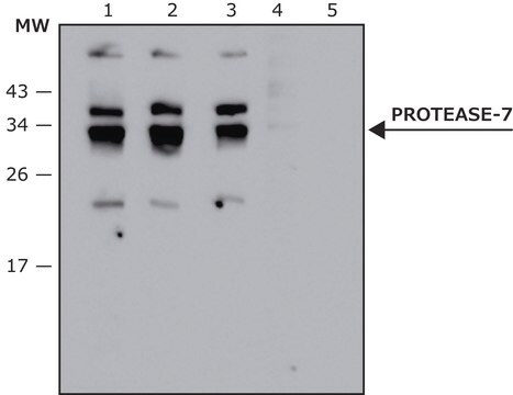 兔抗-蛋白酶-7抗体 affinity isolated antibody